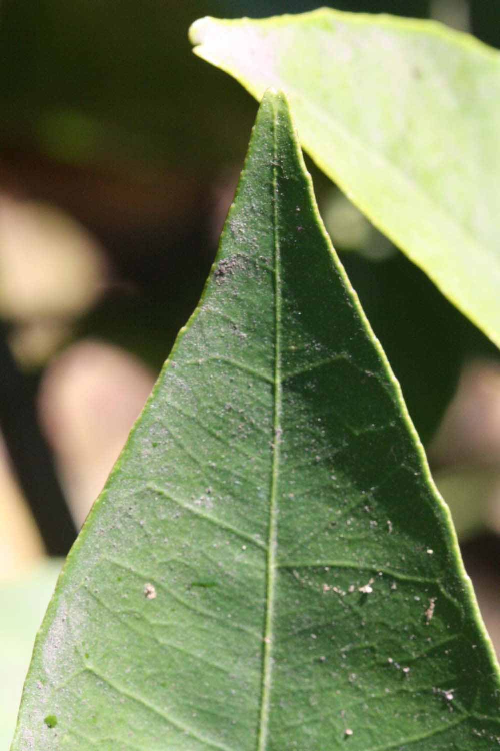            Margin (Bream Tarocco, Riverside, CA)   